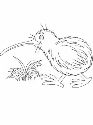 Раскраска птица Киви картинка