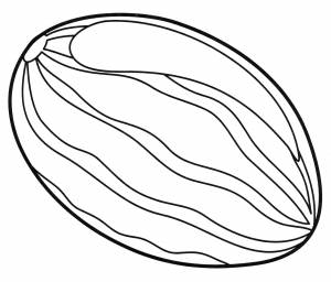 Раскраска Дыня