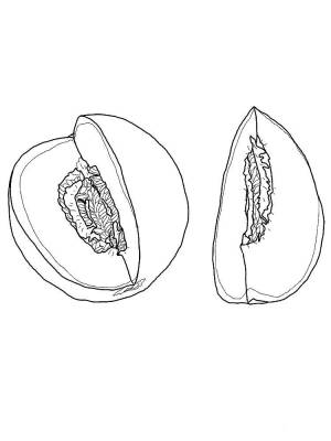 Раскраски дыня  и