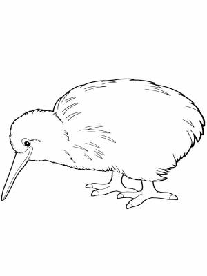 Раскраска птица Киви  в формате  онлайн