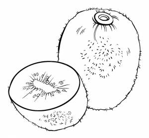 Расраски Киви