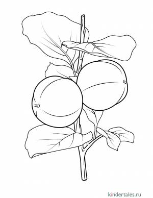 Хурма» раскраска для детей