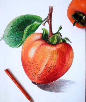 Иллюстрация Хурма в стиле академический рисунок, графика, живопись