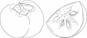 Ручной рисунок финиковой хурмы плоды сливы ботанические раскраски векторные иллюстрации