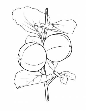 Раскраска Хурма
