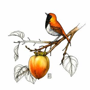Иллюстрация Птичка и хурма в стиле академический рисунок, графика