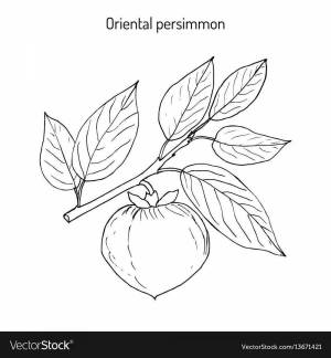 Раскраски Хурма для детей