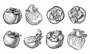 Рисованной хурма набор восемь хурма вектор, изолированные на белом фоне