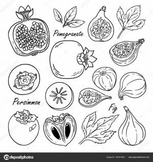 Раскраски Хурма для детей