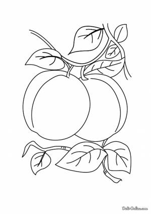 Раскраска Абрикосы