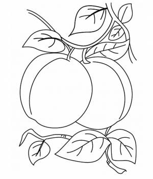 Абрикос раскраска для детей