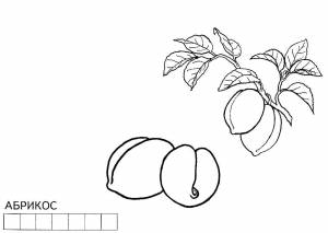 Раскраска Абрикос