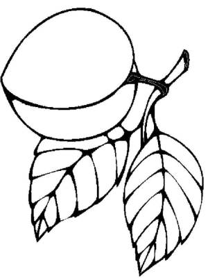 Раскраска Абрикос