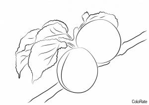 Раскраска Веточка абрикоса обыкновенного