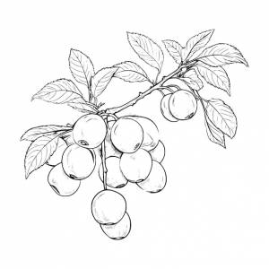 Абрикос раскраски для детей