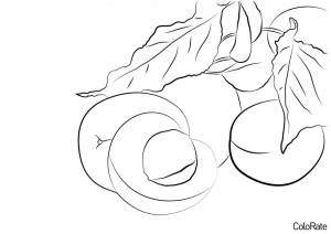 Раскраска Урожай абрикосов