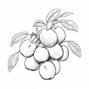 Абрикос раскраски для детей