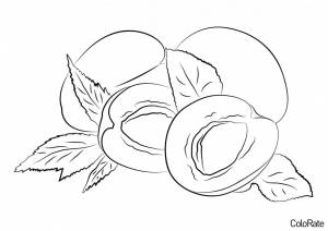 Раскраска Несколько сочных абрикосов