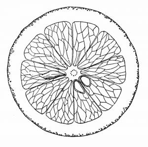 Раскраска апельсин
