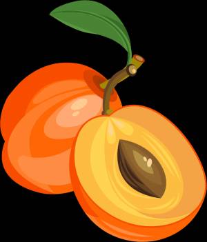 Раскраска Абрикос