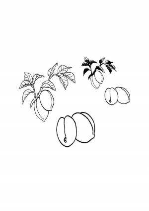 Раскраски, абрикос еда