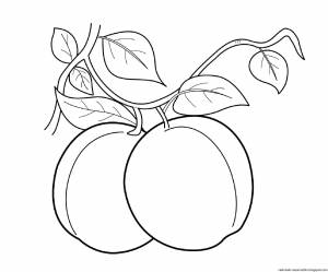 Абрикос раскраска для детей