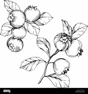 Черные крупные ягоды в лесу