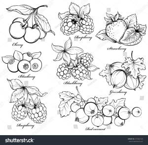 Черные крупные ягоды в лесу