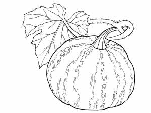 Раскраски овощи, Раскраска Тыква овощи