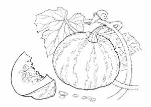 Раскраска овощи