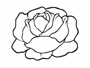 Раскраски капуста