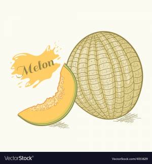 Дыня рисунок карандашом