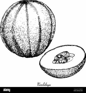 Дыня рисунок карандашом