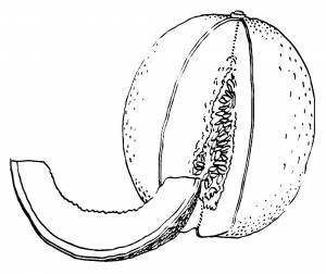 Дыня рисунок для детей раскраска