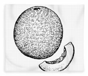 Дыня рисунок карандашом