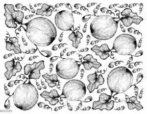 Дыня рисунок карандашом