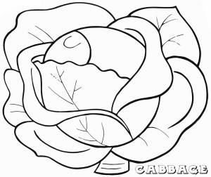 Раскраска Капуста 4