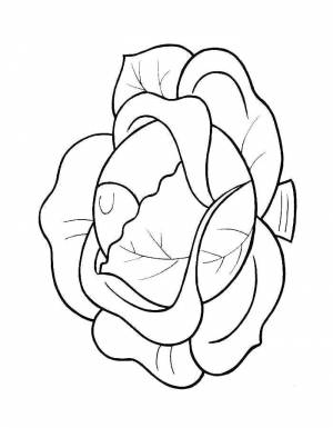 Раскраски капуста, Раскраска капуста овощи