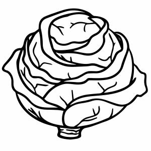 Кочан капусты