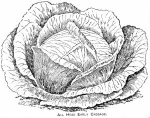 Кочан капусты раскраска