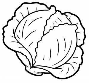 Кочан капусты раскраска