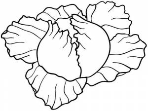 Раскраска Капуста 22