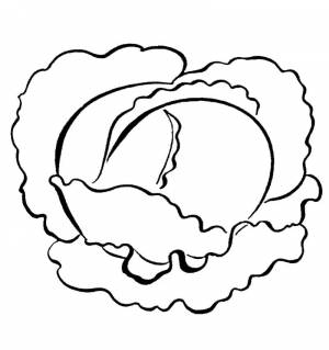 Раскраска Капуста 8