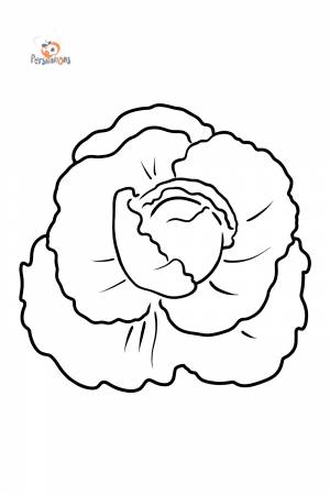 Раскраска Капуста белокочанная для малышей