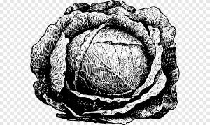 Рисование капусты Овощ, капуста, Акварельная живопись, лист Овощной png