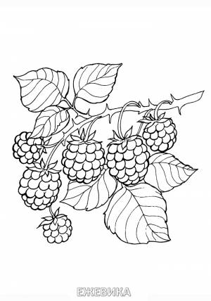 Раскраски для детей ягоды