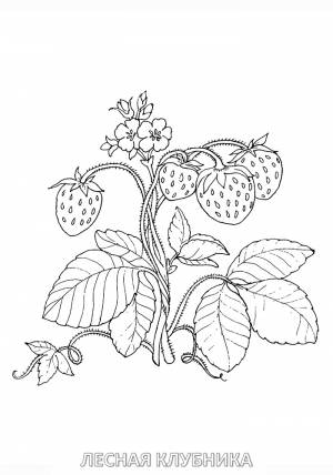 Раскраска ягода клубника