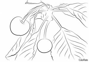 Раскраска Ягоды вишневого дерева