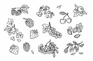 Ягоды наброски каракули эскиз простой стиль рисования линий шаблон изолирован