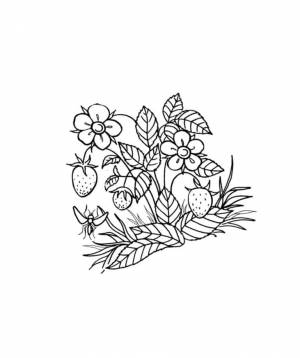 Раскраска Ягоды